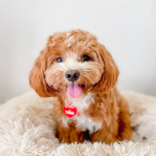 Custom Coloured Tag - Up to 4 colours